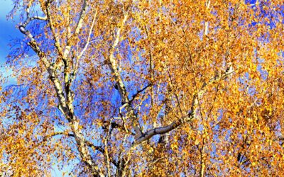 Herbsstimmung: Singen mit dem Glück-Auf Chor