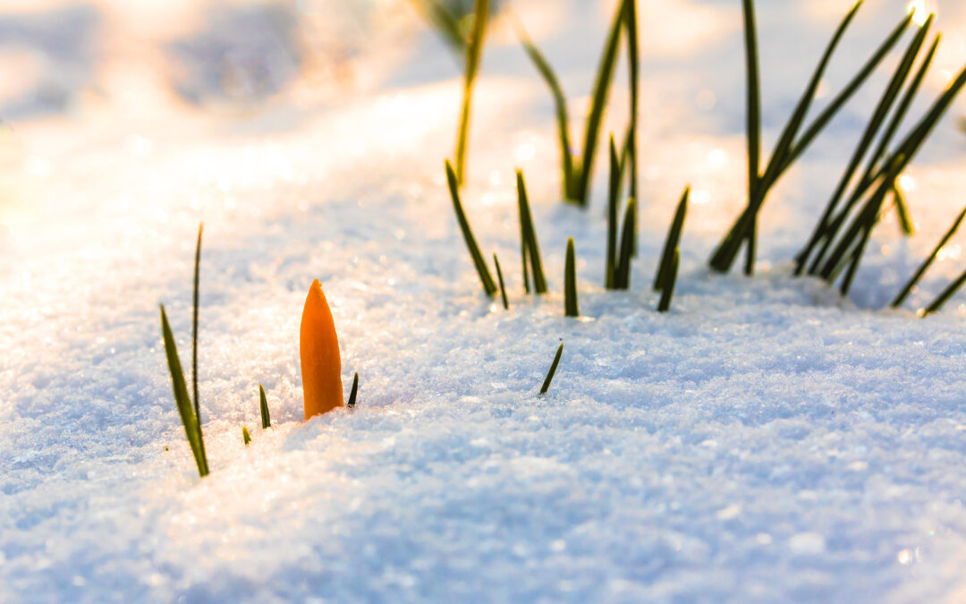 Umwelt-Tipp Februar 2026