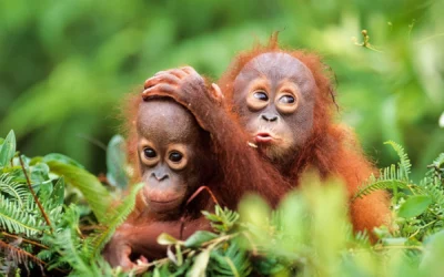 Faszination Regenwald