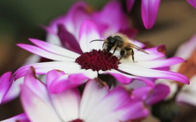 Lesecafé: Kindernachmittag