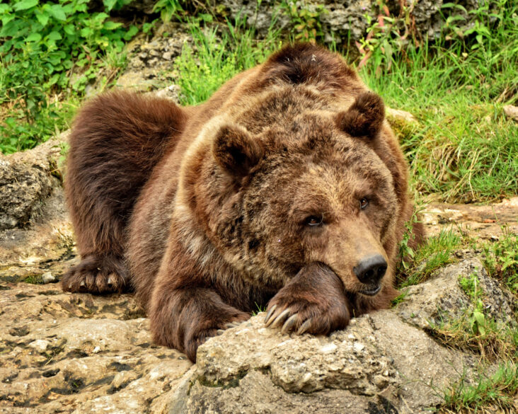 Braunbär liegt entspannt auf Felsen, umgeben von grünem Gras.